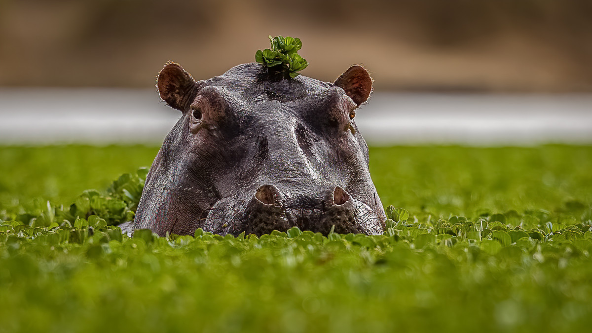 Hippo Holiday